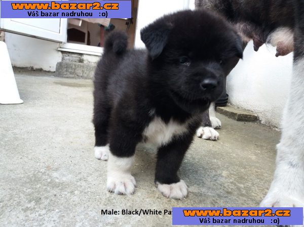 ohromující štěňata akita