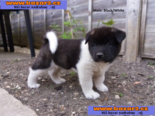ohromující štěňata akita