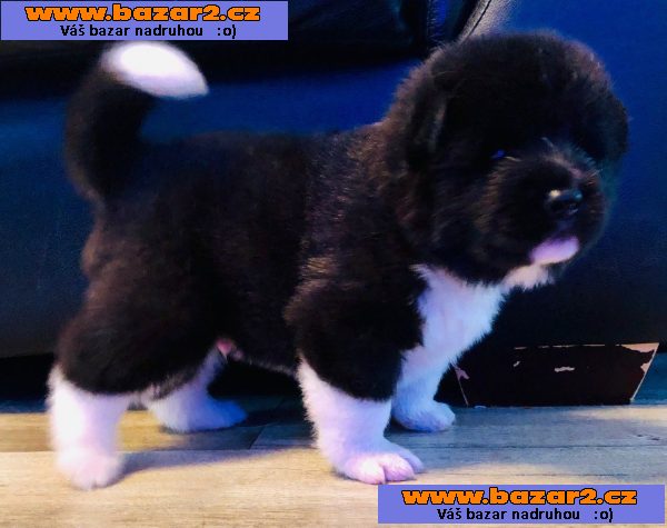 ohromující štěňata akita