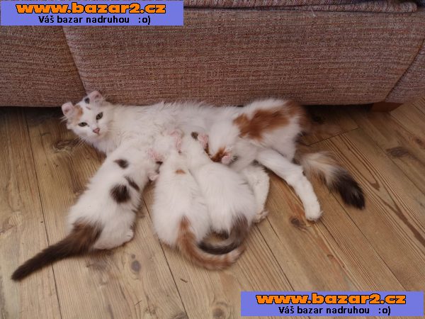 Rodowód American Curl Kitten