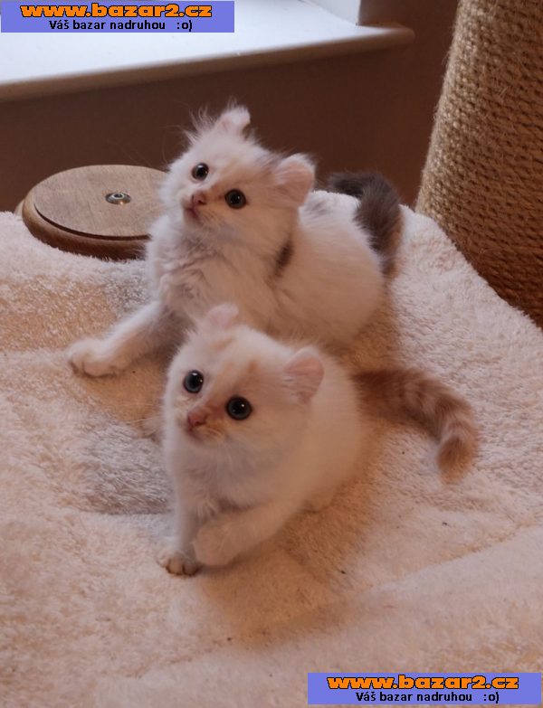 Rodowód American Curl Kitten
