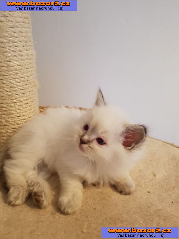 Kocięta Ragdoll z pełnym rodowodem