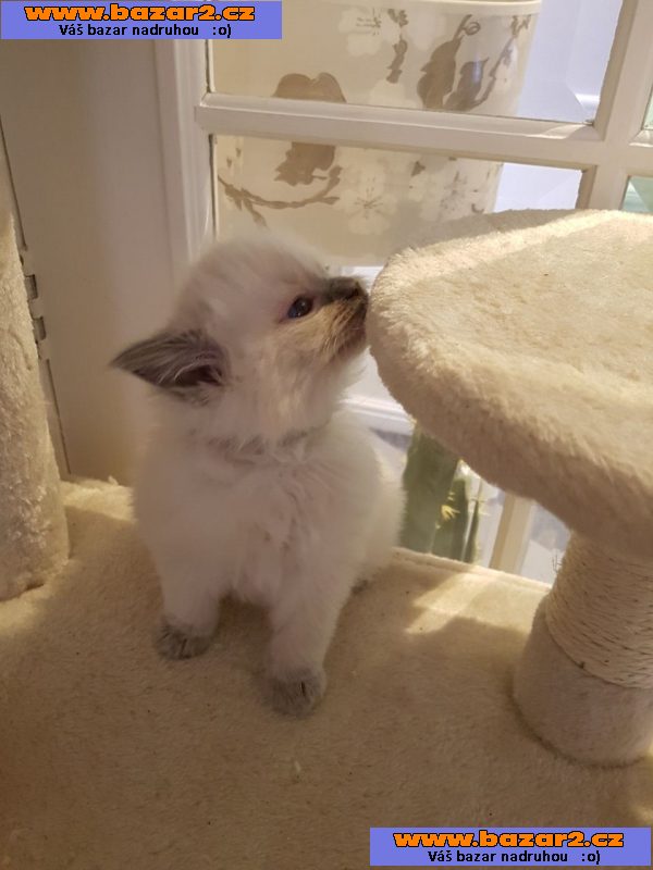 Kocięta Ragdoll z pełnym rodowodem