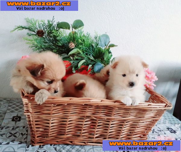 Štěňata rasy Pomeranian (Pomík) / špic