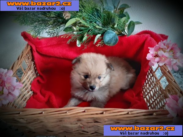 Štěňata rasy Pomeranian (Pomík) / špic