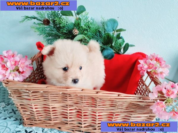 Štěňata rasy Pomeranian (Pomík) / špic