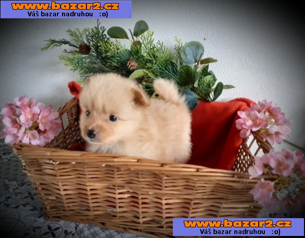 Štěňata rasy Pomeranian (Pomík) / špic