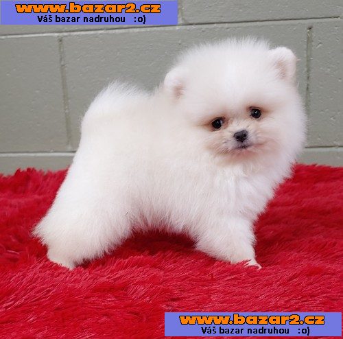 Mazlivý trpasličí špic / pomeranian ŠTĚŇATA !!!