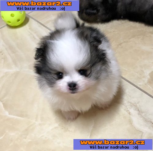 Mazlivý trpasličí špic / pomeranian ŠTĚŇATA !!!
