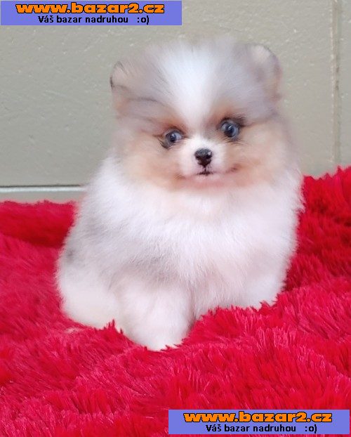 Mazlivý trpasličí špic / pomeranian ŠTĚŇATA !!!