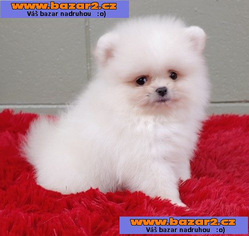 Mazlivý trpasličí špic / pomeranian ŠTĚŇATA !!!