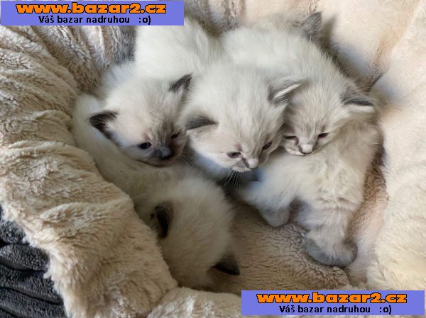Ragdoll