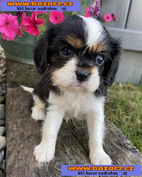 Kavalír King Charles španěl na prodej~5000 Kč