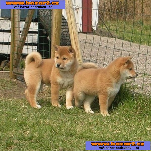Shiba-Inu na prodej s PP