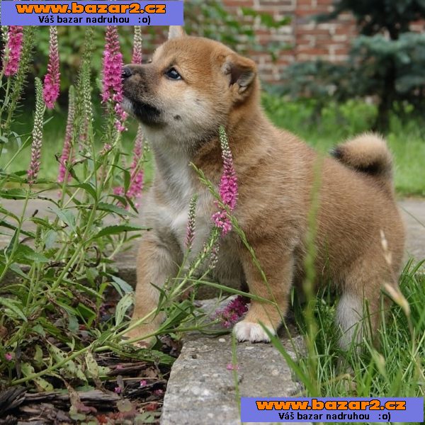 Shiba-Inu na prodej s PP