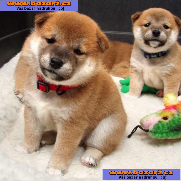 Shiba-Inu na prodej s PP