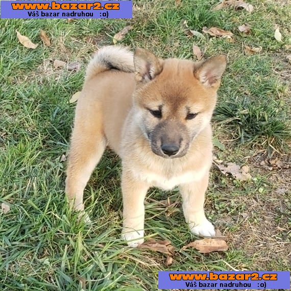 Shiba-Inu na prodej s PP