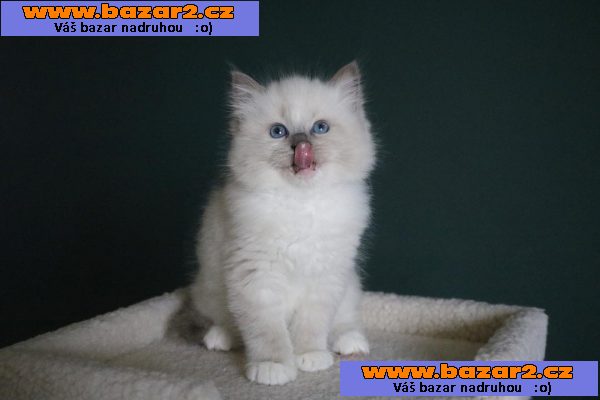 Ragdoll koťata bez PP