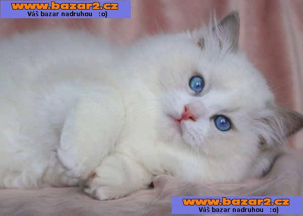 Ragdoll koťata bez PP