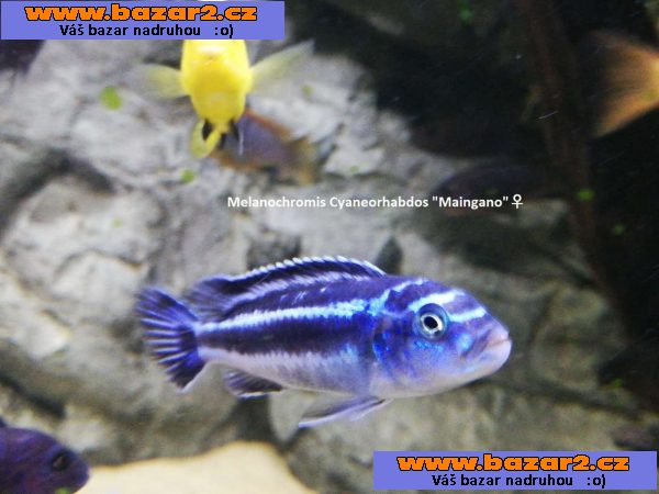 Odchovy Malawi