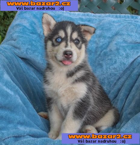 roztomilá štěňata sibiřského huskyho k adopci