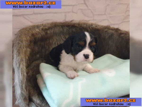 Kavalír King Charles španěl štěňata