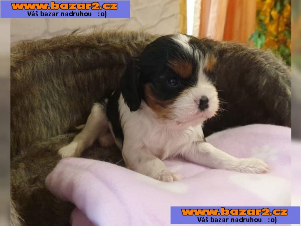 Kavalír King Charles španěl štěňata