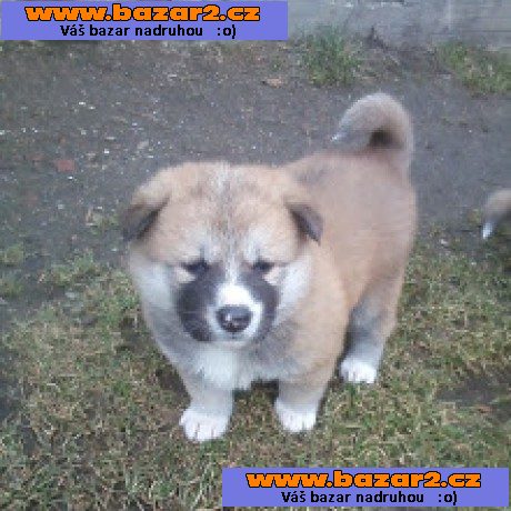 Akita-Inu nádherný pejsek 