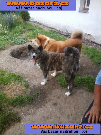 Akita-Inu nádherný pejsek 