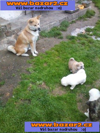 Akita-Inu nádherný pejsek 