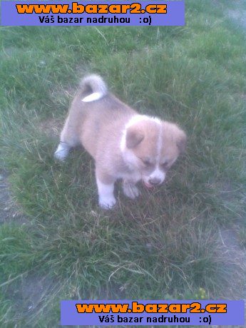 Akita-Inu nádherný pejsek 