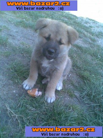 Akita-Inu nádherný pejsek 