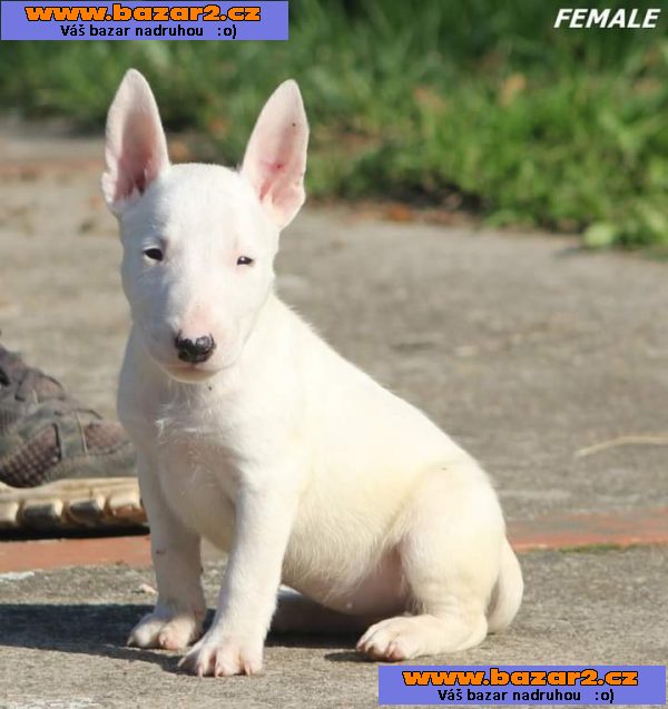 Mini bulteriér štěňata