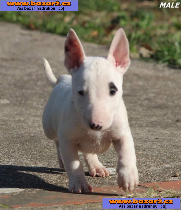 Mini bulteriér štěňata