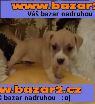 amer,stafordširský.terier štěnátka bezPP