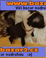 amer,stafordširský.terier štěnátka bezPP