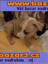 amer,stafordširský.terier štěnátka bezPP