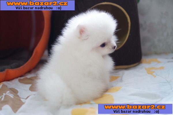 Šálek Pomeranian štěňata čistě bílá