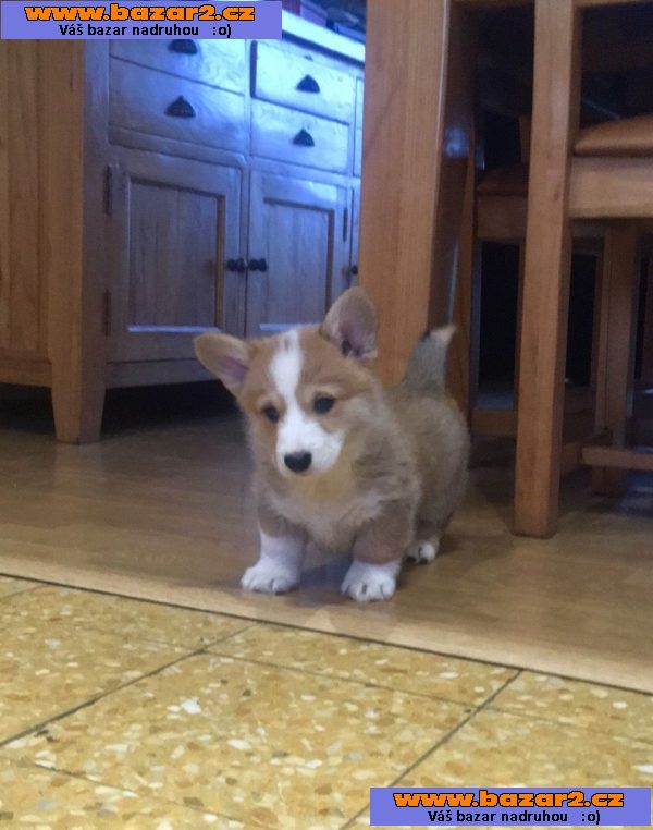 Krásná štěňata Pembroke Welsh Corgi k dispozici.