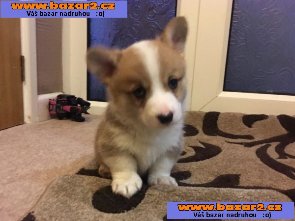 Krásná štěňata Pembroke Welsh Corgi k dispozici.