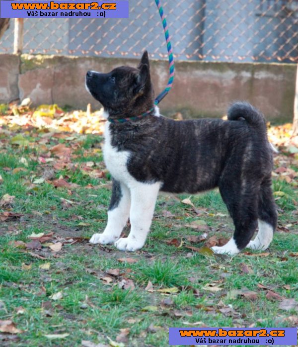Americká Akita Inu štěně