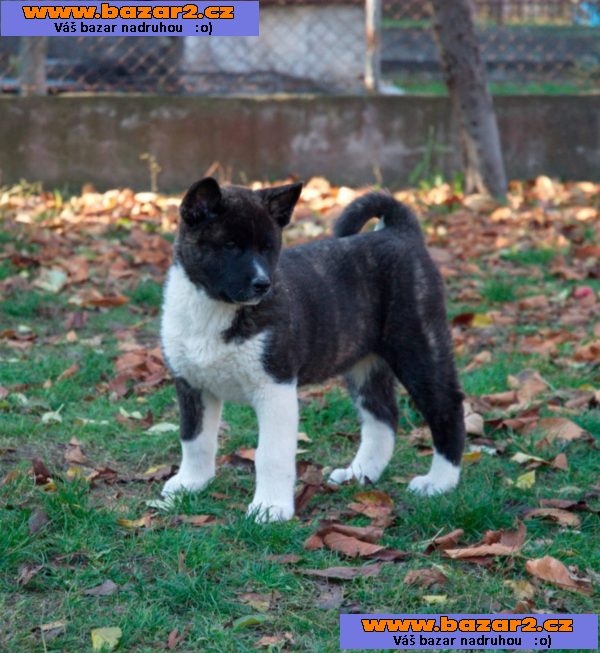 Americká Akita Inu štěně