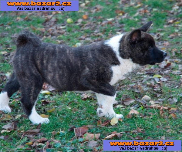 Americká Akita Inu štěně