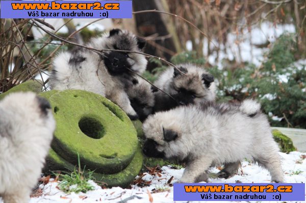 Německý špic vlčí / keeshond prodám štěňata s PP