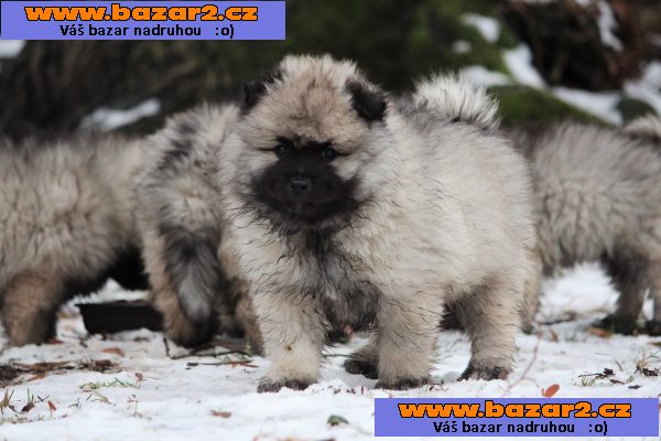 Německý špic vlčí / keeshond prodám štěňata s PP