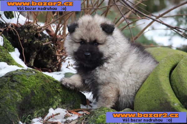 Německý špic vlčí / keeshond prodám štěňata s PP
