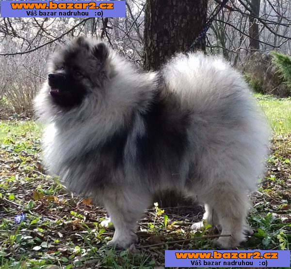 Německý špic vlčí / keeshond prodám štěňata s PP