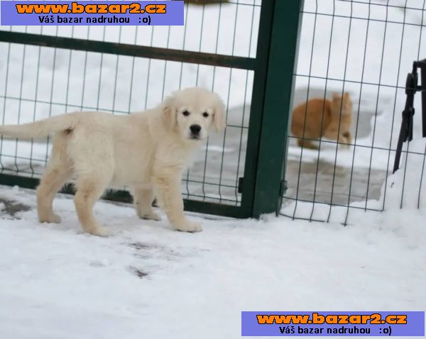 štěňata zlatý retriever