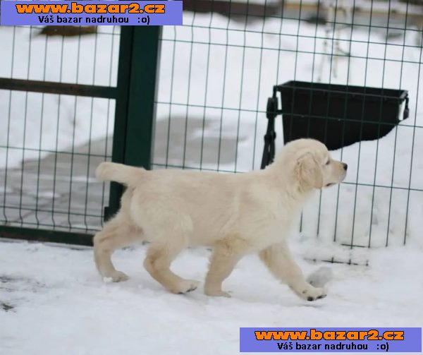 štěňata zlatý retriever