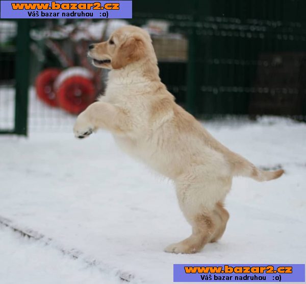 štěňata zlatý retriever